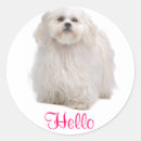 Recherche de shih tzu chien autocollants Shitzu