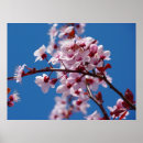Zoek naar japanse kersenboom posters Natuur