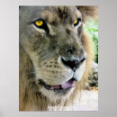 Recherche de visage de lion posters Animaux