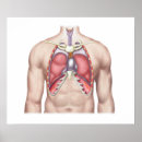 Recherche de poumons humains posters Illustrations biomédicales