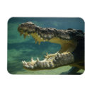 Recherche de crocodiles magnets Animal