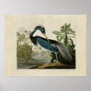 Zoek naar louisiana heron posters John james audubon