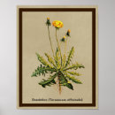 Recherche de taraxacum posters Jaune