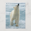 Recherche de svalbard cartes postales Glace