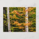 Zoek naar berk briefkaarten Herfst