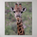 Recherche de giraffe portrait posters Girafe