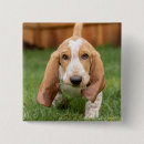 Recherche de basset hound badges Chiot