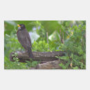 Recherche de merle autocollants Oiseaux