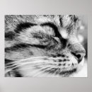 Recherche de minou noir posters Minous