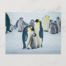 Zoek naar baby pinguïn briefkaarten Jong dier
