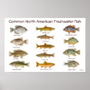 Recherche de poissons posters Truite