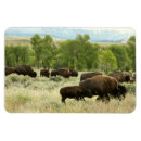 Recherche de le wyoming magnets Bison