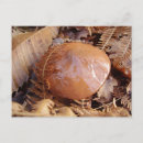 Zoek naar mushroom briefkaarten Schimmels
