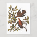 Recherche de fleurs des caraïbes cartes postales Pour tous