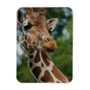 Recherche de faune magnets Safari