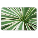 Recherche de plantes vertes magnets Toute personne