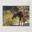 Recherche de nature cartes postales Orignal