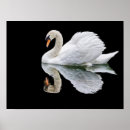 Zoek naar witte zwanen posters Zwaan