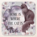 Recherche de chat bar Survol