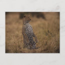Zoek naar luipaard briefkaarten Wilde dieren