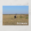 Recherche de antilopes cartes postales Sauvage