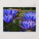 Recherche de étang de lis cartes postales Violet