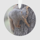 Zoek naar grappige eekhoorn ornamenten Dieren