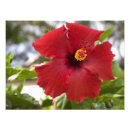 Recherche de floraison posters Coloré