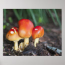 Recherche de mushroom posters Amanita