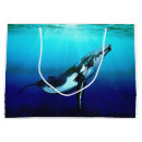 Recherche de baleine de bosse Marin