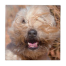 Zoek naar waarschuwings tegels Nieuwsgierigheid