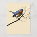 Recherche de brindilles cartes postales Animal