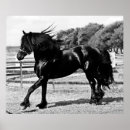 Zoek naar black horse kunst Friesisch