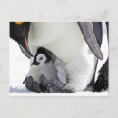 Recherche de penguin cartes postales Pingouin
