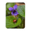 Recherche de coccinelle magnets Insecte