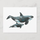 Zoek naar orka briefkaarten Walvis