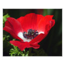 Zoek naar anemoon posters Lente