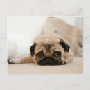 Recherche de puppy cartes postales Photographiy