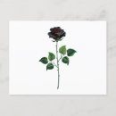 Recherche de bourgeon rose cartes postales Noir