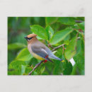 Recherche de cèdres cartes postales Bombycilla cedrorum