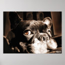 Recherche de bully posters Dog