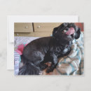 Zoek naar tong briefkaarten Honden