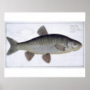 Recherche de cyprinus 1743 1805