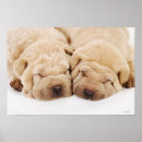 Recherche de shar posters Animaux