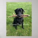 Recherche de photo de chien posters Labrador