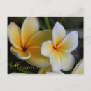 Zoek naar hawaï bloem briefkaarten Fotografie