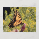 Recherche de papillon tigre cartes postales Été