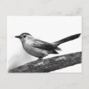 Recherche de oiseau noir et blanc cartes postales Illustration