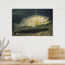 Zoek naar snoeken posters Foto