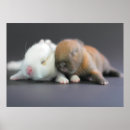 Recherche de nain posters Photographie